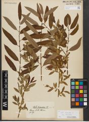 Foto von Salix triandra subsp. triandra L.